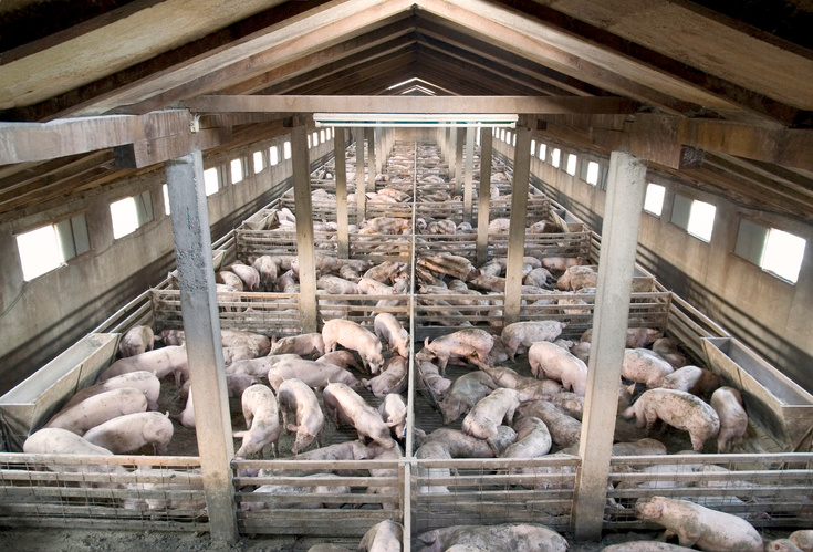 A Pigs Farm
