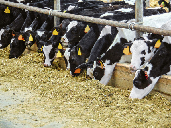 Calves in a cattle farm. Dairy farm. Agro-industrial animal husbandry.