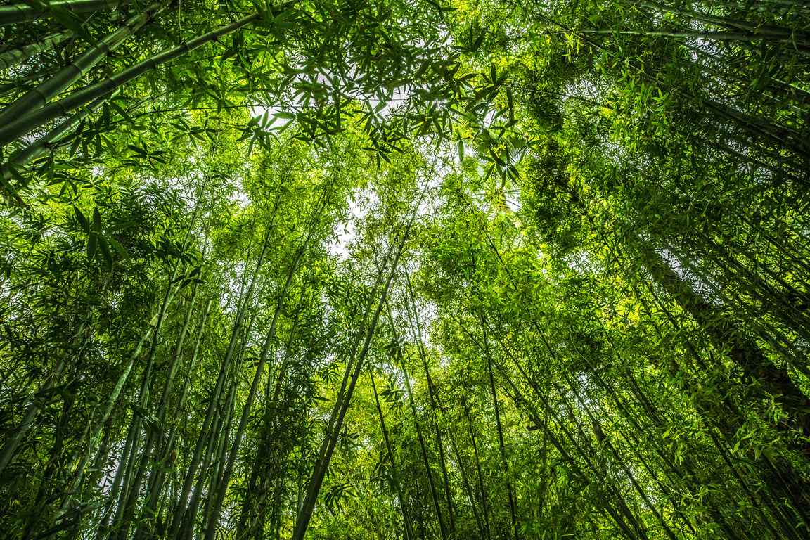 Bamboo Trees Forest